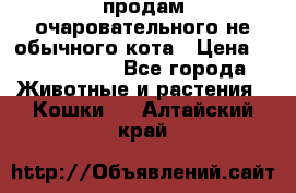 продам очаровательного не обычного кота › Цена ­ 7 000 000 - Все города Животные и растения » Кошки   . Алтайский край